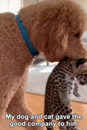 F2903002 Wild Leopard Introduces Her Baby To My Dog And Cat (Part 2)
