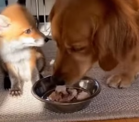 F2903001 My Dog Brought a Baby Fox (Part 2)