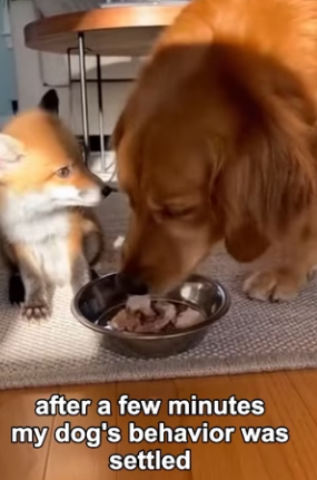 F2903001 My Dog Brought a Baby Fox (Part 2)