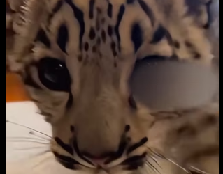 F2903003 Snow Leopard Baby Ran Inside My House (Part 2)