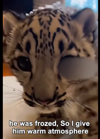 F2903003 Snow Leopard Baby Ran Inside My House (Part 2)