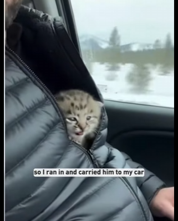 D2703001 I saw a newborn bobcat kitten surrounded by wolves (Part 2)