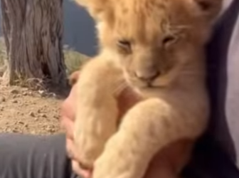 D2703003 I found a tiny lion cub dangling over a ravine … (Part 2)