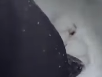 D2703006 I saw an Arctic fox buried under the snow, only it’s head sticking out, crying for help (Part 2)