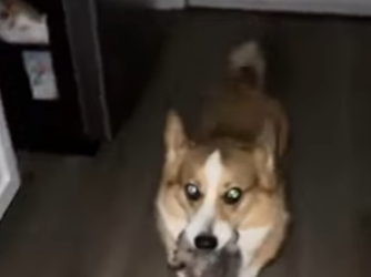 K2703001 3 AM My corgi brought a wolf (Part 2)