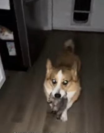 K2703001 3 AM My corgi brought a wolf (Part 2)