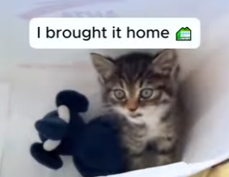 T2803001 Rescue a kitten (Part 2)