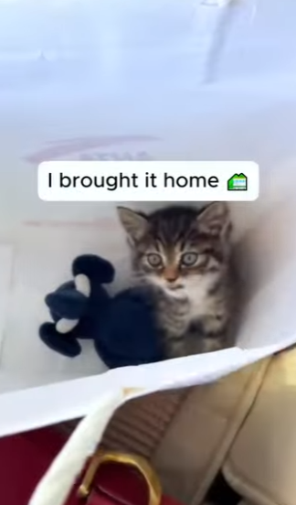 T2803001 Rescue a kitten (Part 2)