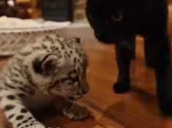 K2703002 mama cat adopted a snow leopard cub (Part 2)