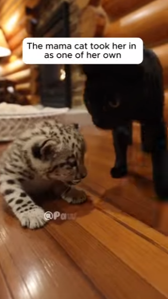 K2703002 mama cat adopted a snow leopard cub (Part 2)