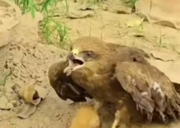 U2803002 This heartwarming rescue highlights the importance of protecting wildlife (Part 2)