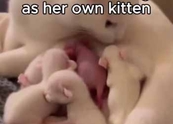 F1403003My Cat became a mother to a tiny Rabbit � Real animal rescues that cross border (Part 2)
