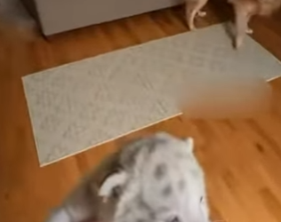 P3003012 Abandoned White Tiger Cub Finally Finds a Home – Until It’s Time To Go 🐅💔 (Part 2)