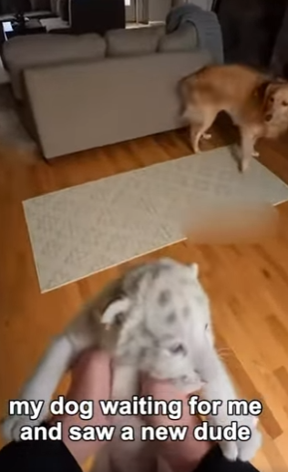 P3003012 Abandoned White Tiger Cub Finally Finds a Home – Until It’s Time To Go 🐅💔 (Part 2)