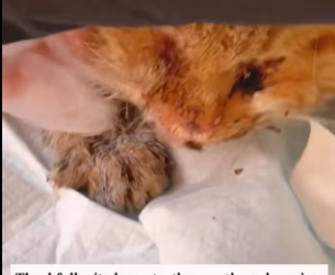 R3003006 found an injured orange cat outside my window.I found an injured or (Part 2)