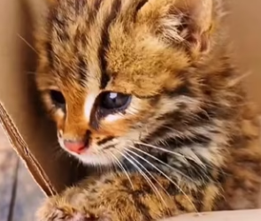 R3003003 kind woman rescued an abandoned jungle cat cub, then happen (Part 2)