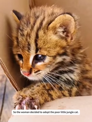 R3003003 kind woman rescued an abandoned jungle cat cub, then happen (Part 2)