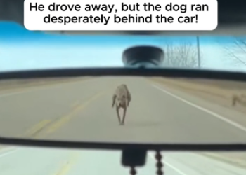 P2402005 Dog Chased The Car Because He Wanted A Family (Part 2)