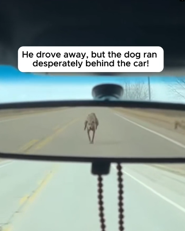 P2402005 Dog Chased The Car Because He Wanted A Family (Part 2)