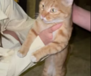 R3003009 Rescued cat stuck high above (Part 2)