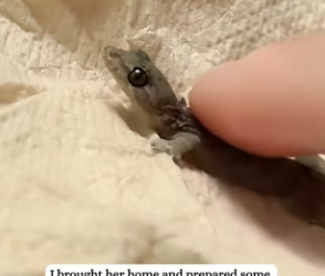 R3003007 Rescued little gecko (Part 2)