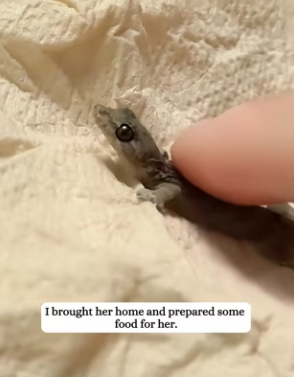 R3003007 Rescued little gecko (Part 2)