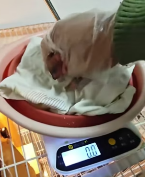 R3003010 squirrel mom gave her baby to me,and than… (Part 2)