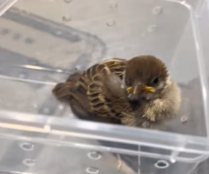 R3003008 Rescued sparrow naughty monkey (Part 2)
