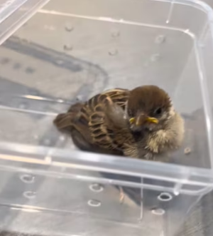 R3003008 Rescued sparrow naughty monkey (Part 2)