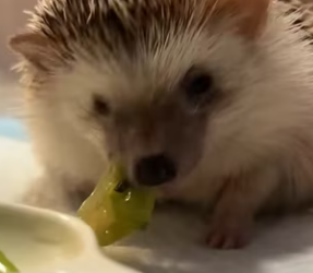R3003012 found hedgehog (Part 2)