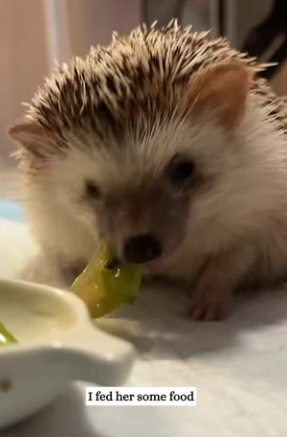 R3003012 found hedgehog (Part 2)