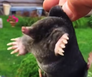 R3003004 My dog brought home mole, traded it cookieforthe mole (Part 2)