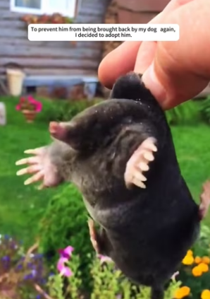 R3003004 My dog brought home mole, traded it cookieforthe mole (Part 2)