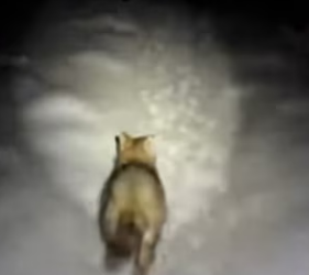 A3003005 Este Pequeño Lobo Me Pidió Ayuda Esto Pasó (Part 2)