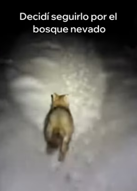 A3003005 Este Pequeño Lobo Me Pidió Ayuda Esto Pasó (Part 2)