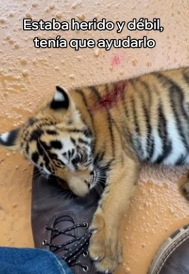 A3003007 Rescaté Este Tigre Esto Pasó (Part 2)