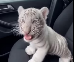 A3003004 Adopté Este Pequeño Tigre Blanco (Part 2)