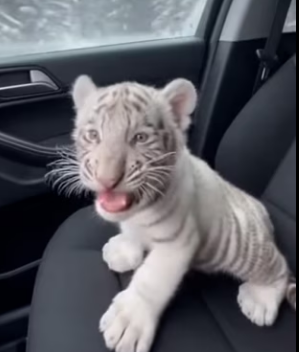 A3003004 Adopté Este Pequeño Tigre Blanco (Part 2)