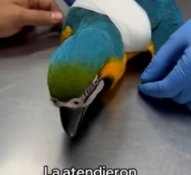 A3003010 Salvé La Vida De Esta Guacamaya (Part 2)