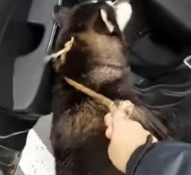 A3003003 Este Perro Se Volvió Mi Mejor Amigo (Part 2)