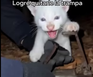 A3003008 Este Puma Albino Salvó Su Cachorro (Part 2)