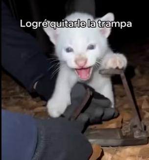 A3003008 Este Puma Albino Salvó Su Cachorro (Part 2)