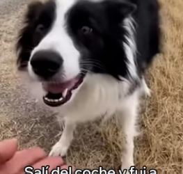 A3003012 Adopté Este Perro Abandonado (Part 2)