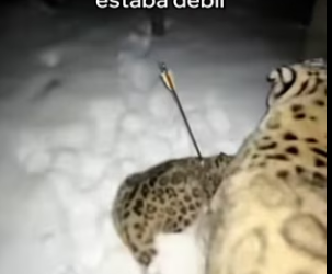 A3003011 Esta Leopardo De Las Nieves Salvó Su Cría (Part 2)