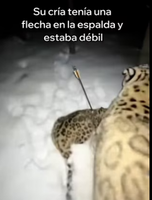 A3003011 Esta Leopardo De Las Nieves Salvó Su Cría (Part 2)