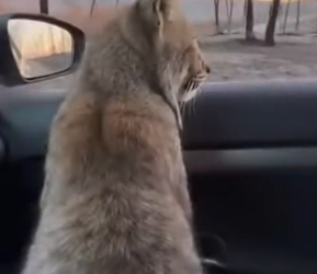 A3003009 Este Lince Salvó Su Cría (Part 2)