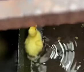 A3003002 Rescaté Este Patito Esto Pasó (Part 2)