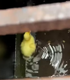 A3003002 Rescaté Este Patito Esto Pasó (Part 2)