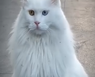 M3003004 Everyone hates cat strange reason (Part 2)