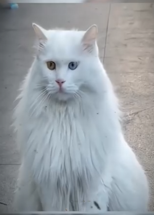 M3003004 Everyone hates cat strange reason (Part 2)